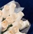 Wood Rose Bouquet - Ivory / White