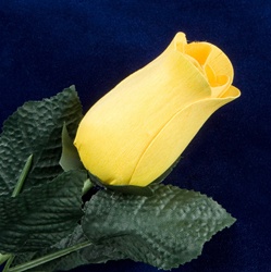 Long-Stemmed Wood Rose - Yellow