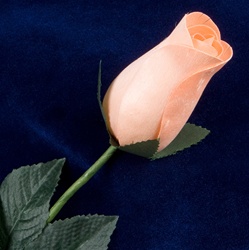 Long-Stemmed Wood Rose - Peach