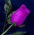 Long-Stemmed Wood Rose - Purple