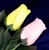 Two Long-Stemmed Wood Roses - Yellow and Pink